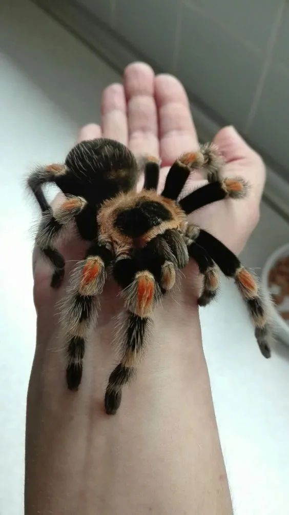 Felnőtt Brachypelma Smitho madárpók kézen