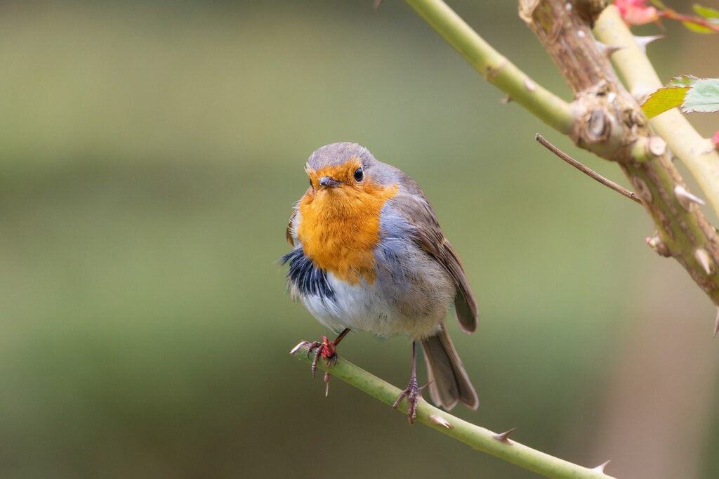 faágon ülő madár