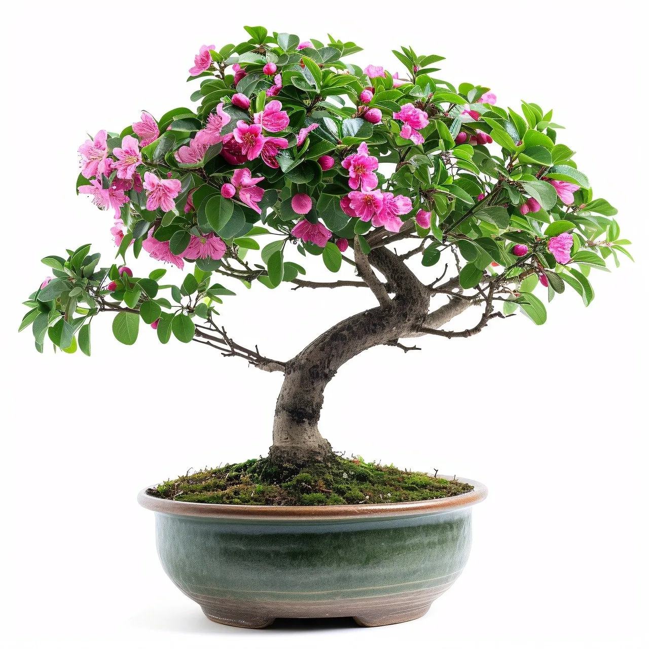 Virágzó bonszáj, cserép edényben