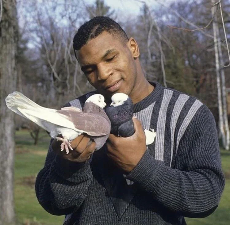 Mike Tyson és a galambok